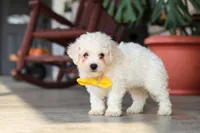 Rocky, a male Bichon Frise for sale in Sugarcreek, OH – 5 of 10