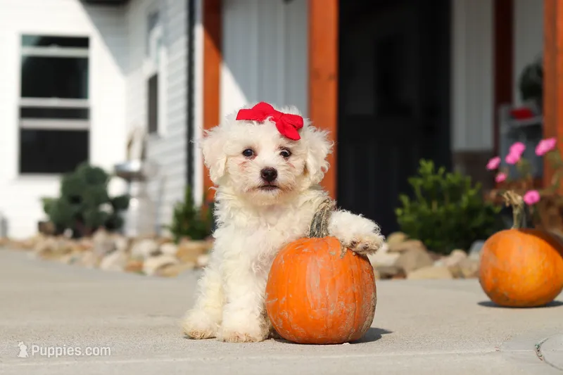 Daisy – Bichon Frise puppy for sale in Sugarcreek, OH