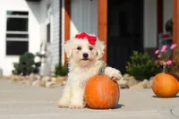 Daisy, a female Bichon Frise for sale in Sugarcreek, OH – 1 of 9