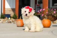Daisy, a female Bichon Frise for sale in Sugarcreek, OH – 3 of 9