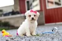 Lily, a female Bichon Frise for sale in Sugarcreek, OH – 5 of 9