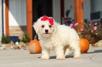 Daisy, a female Bichon Frise for sale in Sugarcreek, OH – 5 of 9