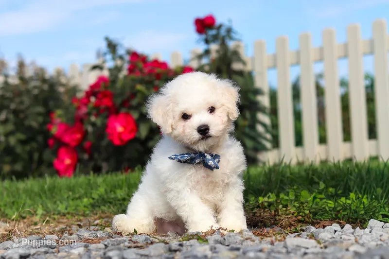 Rocky – Bichon Frise puppy for sale in Sugarcreek, OH
