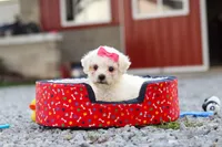 Lily, a female Bichon Frise for sale in Sugarcreek, OH – 4 of 9
