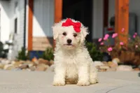 Daisy, a female Bichon Frise for sale in Sugarcreek, OH – 2 of 9