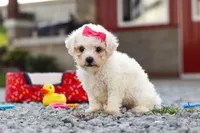 Lily, a female Bichon Frise for sale in Sugarcreek, OH – 2 of 9