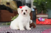 Daisy , a female Bichon Frise for sale in Sugarcreek, OH – Photo 5 of 10