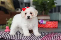 Daisy , a female Bichon Frise for sale in Sugarcreek, OH – Photo 3 of 10