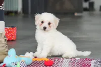 Daisy , a female Bichon Frise for sale in Sugarcreek, OH – Photo 1 of 10