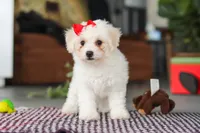 Daisy , a female Bichon Frise for sale in Sugarcreek, OH – Photo 7 of 10