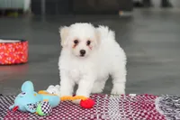 Daisy , a female Bichon Frise for sale in Sugarcreek, OH – Photo 10 of 10