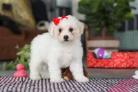 Daisy , a female Bichon Frise for sale in Sugarcreek, OH – Photo 8 of 10