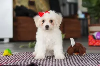 Daisy , a female Bichon Frise for sale in Sugarcreek, OH – Photo 4 of 10