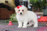 Daisy , a female Bichon Frise for sale in Sugarcreek, OH – Photo 2 of 10