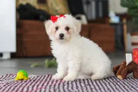 Daisy , a female Bichon Frise for sale in Sugarcreek, OH – Photo 6 of 10