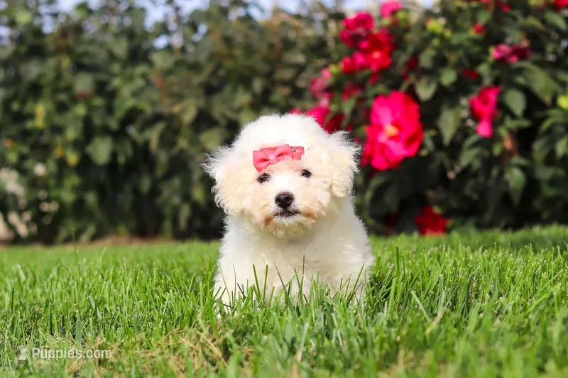 Daisy – Bichon Frise puppy for sale in Sugarcreek, OH