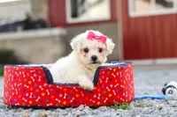 Lily, a female Bichon Frise for sale in Sugarcreek, OH – 7 of 9