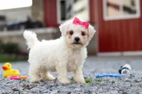 Lily, a female Bichon Frise for sale in Sugarcreek, OH – 3 of 9