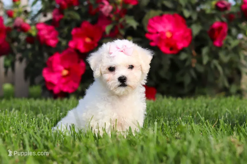 Lily – Bichon Frise puppy for sale in Sugarcreek, OH