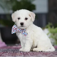 Maxwell, a male Bichon Frise for sale in Sugarcreek, OH – Photo 2 of 9