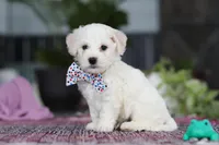 Maxwell, a male Bichon Frise for sale in Sugarcreek, OH – Photo 2 of 9