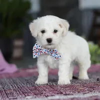 Maxwell, a male Bichon Frise for sale in Sugarcreek, OH – Photo 8 of 9