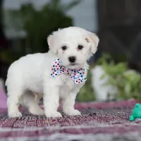 Maxwell, a male Bichon Frise for sale in Sugarcreek, OH – Photo 6 of 9