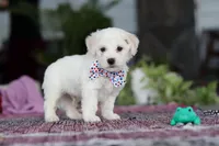 Maxwell, a male Bichon Frise for sale in Sugarcreek, OH – Photo 6 of 9