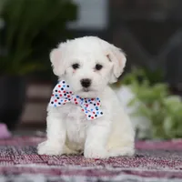 Maxwell, a male Bichon Frise for sale in Sugarcreek, OH – Photo 1 of 9