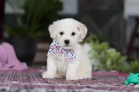 Maxwell, a male Bichon Frise for sale in Sugarcreek, OH – Photo 1 of 9