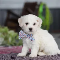Maxwell, a male Bichon Frise for sale in Sugarcreek, OH – Photo 5 of 9