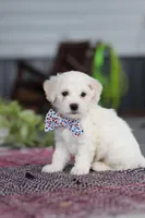 Maxwell, a male Bichon Frise for sale in Sugarcreek, OH – Photo 5 of 9