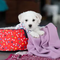 Maxwell, a male Bichon Frise for sale in Sugarcreek, OH – Photo 9 of 9