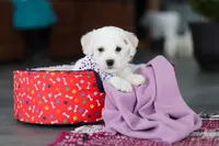 Maxwell, a male Bichon Frise for sale in Sugarcreek, OH – Photo 9 of 9