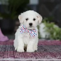 Maxwell, a male Bichon Frise for sale in Sugarcreek, OH – Photo 7 of 9