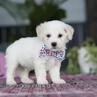 Maxwell, a male Bichon Frise for sale in Sugarcreek, OH – Photo 3 of 9