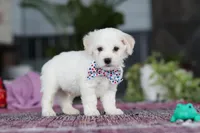 Maxwell, a male Bichon Frise for sale in Sugarcreek, OH – Photo 3 of 9