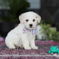 Maxwell, a male Bichon Frise for sale in Sugarcreek, OH – Photo 4 of 9