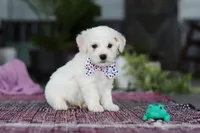 Maxwell, a male Bichon Frise for sale in Sugarcreek, OH – Photo 4 of 9