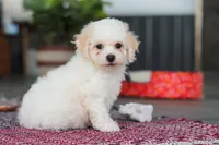 Charlie, a male Bichon Frise for sale in Sugarcreek, OH – Photo 2 of 6