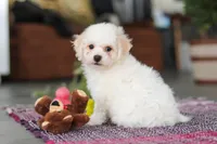 Charlie, a male Bichon Frise for sale in Sugarcreek, OH – Photo 4 of 6