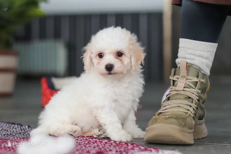 Charlie – Bichon Frise puppy for sale in Sugarcreek, OH