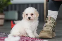 Charlie, a male Bichon Frise for sale in Sugarcreek, OH – Photo 1 of 6