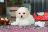 Charlie, a male Bichon Frise for sale in Sugarcreek, OH – Photo 3 of 6