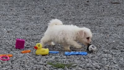 Lily, a female Bichon Frise for sale in Sugarcreek, OH – 9 of 9