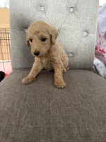 Goldendoodles, a female Goldendoodle for sale in Vacaville, CA – Photo 8 of 10
