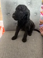 Goldendoodles, a female Goldendoodle for sale in Vacaville, CA – Photo 9 of 10