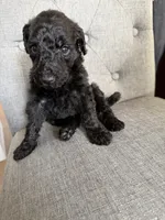 Goldendoodles, a female Goldendoodle for sale in Vacaville, CA – Photo 1 of 10