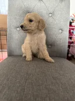 Goldendoodles, a female Goldendoodle for sale in Vacaville, CA – Photo 6 of 10