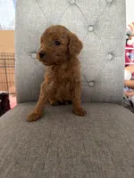 Goldendoodles, a female Goldendoodle for sale in Vacaville, CA – Photo 5 of 10